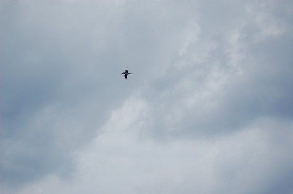DSC_1253.JPG