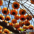 IMG_5925.jpg