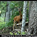 [0808]Deer