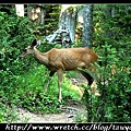 [0808]Deer on Trail