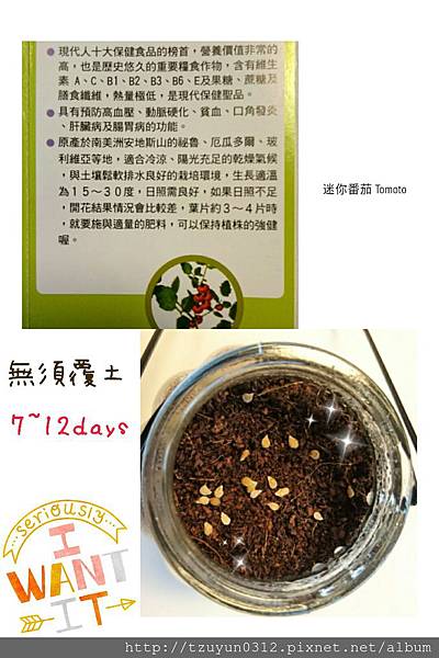 《迷你番茄》好處與遇釀ing