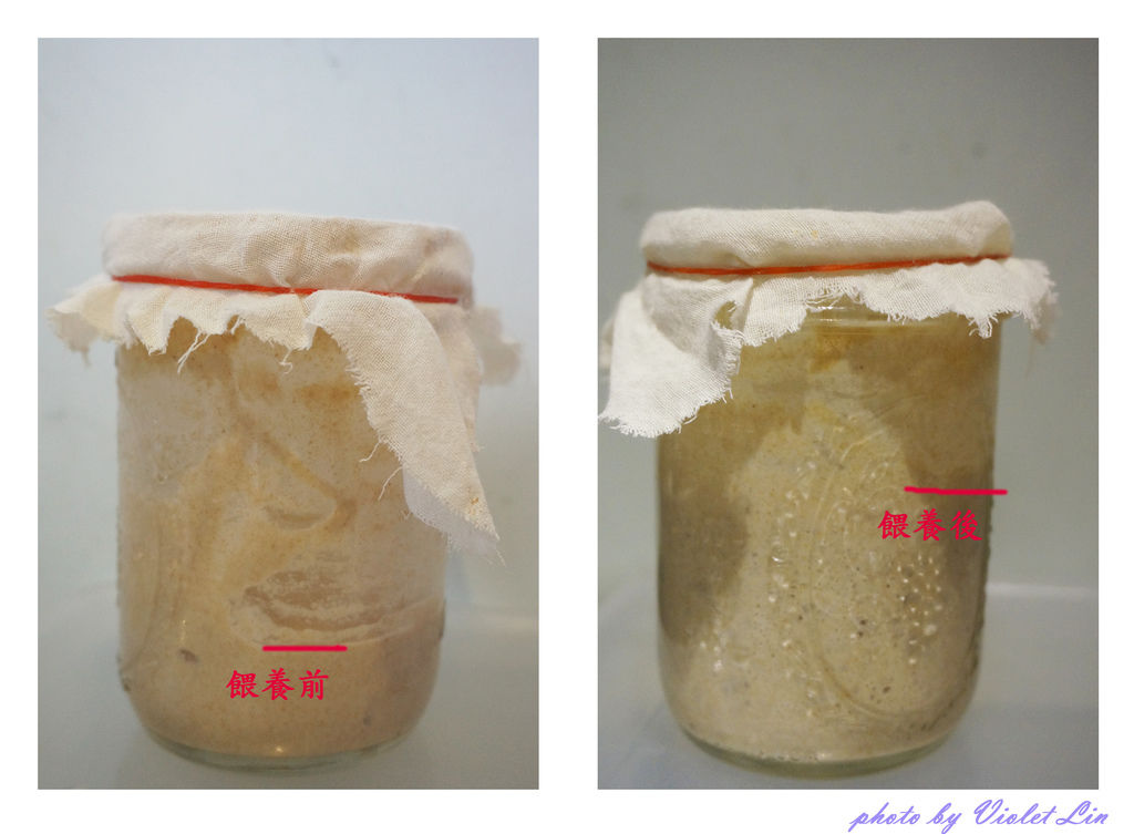 酵種餵養.jpg