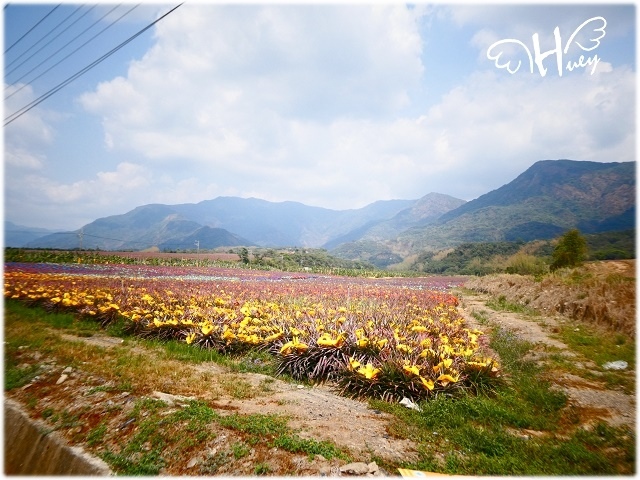 屏東185縣道-沿山公路。盛開的花旗木及彩虹鳯梨田