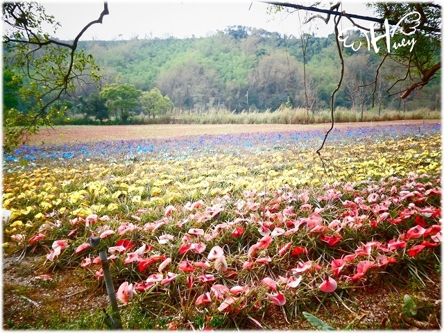 屏東185縣道-沿山公路。盛開的花旗木及彩虹鳯梨田