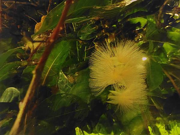 【輕手機開箱】SHARP AQUOS sense8 防水防摔 【輕手機開箱】SHARP AQUOS sense8 防水防摔