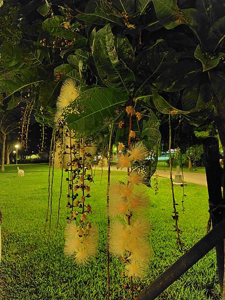 【輕手機開箱】SHARP AQUOS sense8 防水防摔 【輕手機開箱】SHARP AQUOS sense8 防水防摔