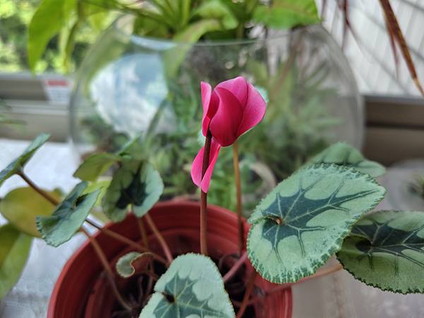 【輕手機開箱】SHARP AQUOS sense8 防水防摔 【輕手機開箱】SHARP AQUOS sense8 防水防摔