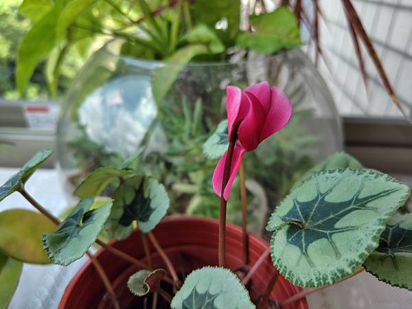 【輕手機開箱】SHARP AQUOS sense8 防水防摔 【輕手機開箱】SHARP AQUOS sense8 防水防摔