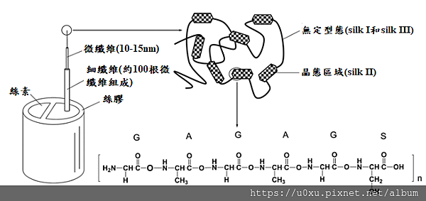 silk protein structure.png
