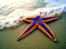 「starfish」的圖片搜尋結果