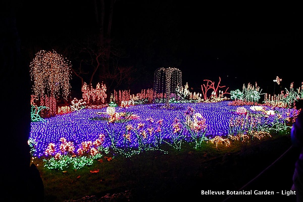 Light Garden14.JPG