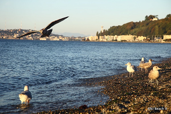 Alki Beach 41.JPG