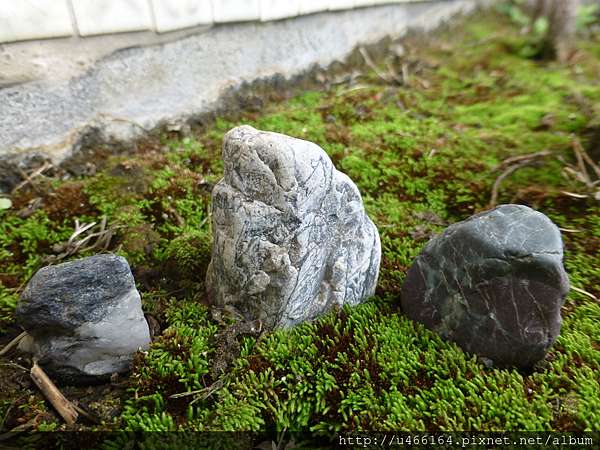 我家苔庭其之二 戀京成癮手札 痞客邦 我家苔庭其之二 戀京成癮手札 痞客邦