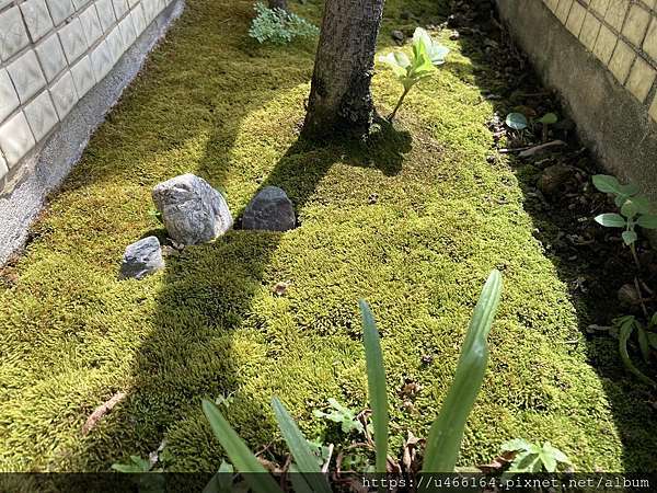 苔庭之夏 戀京成癮手札 痞客邦
