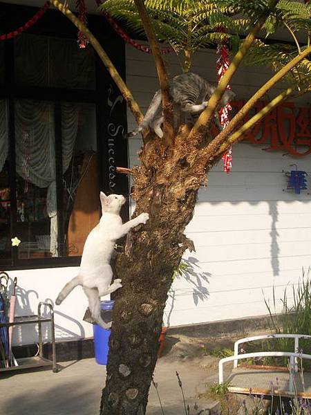 小貓愛爬樹