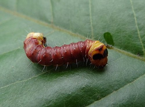 咖啡木蠹蛾幼虫的墨镜 @ ㄚ发果园的部落格 :: 痞客邦 pixnet