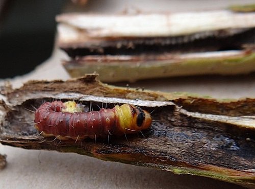 木蠹蛾幼虫