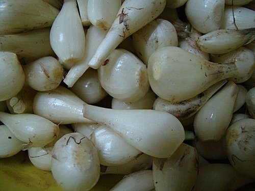 蕗蕎醃製法 ㄚ發果園的部落格 痞客邦
