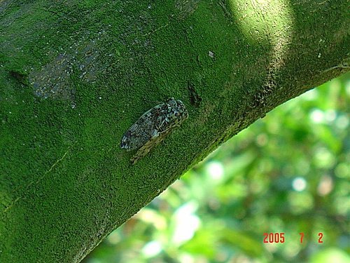 最吵的台湾骚蝉