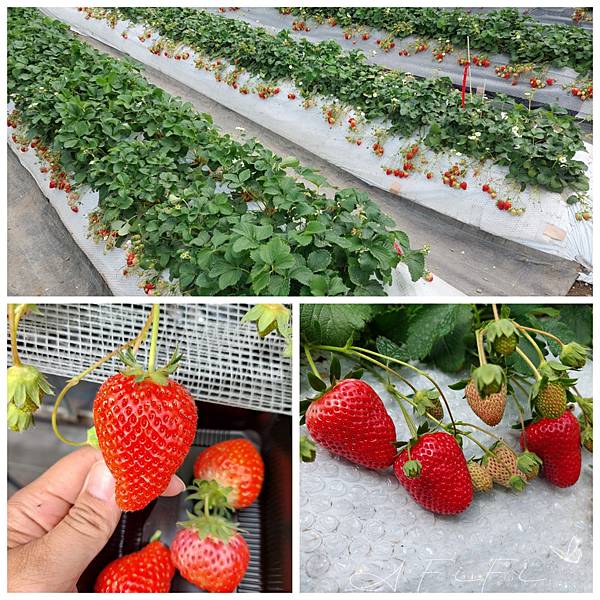 日本岡山【景點】水果王國-草莓放題~岡山果園（岡山フルーツ農