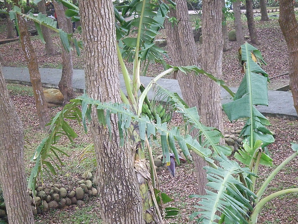 芭蕉樹