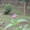 植物大觀園