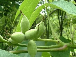 黑胡桃木1.jpg 黑胡桃木1.jpg