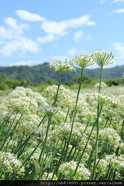 桃園花海節 062 (683x1024).jpg