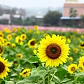 桃園花海一日遊 044 (950x633).jpg