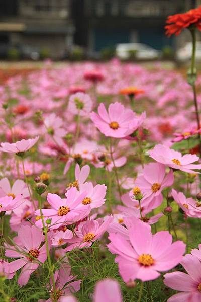 桃園花海一日遊 100 (633x950).jpg