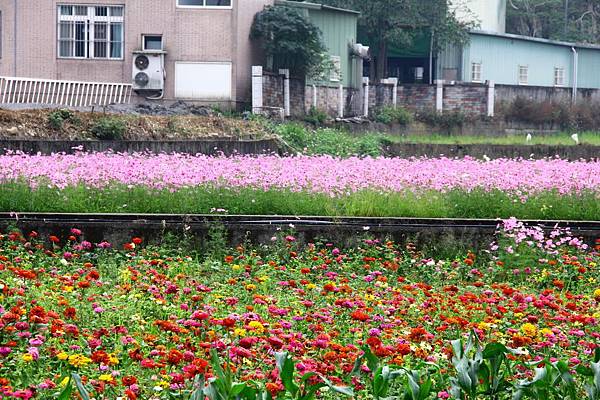 桃園花海一日遊 112 (950x633).jpg