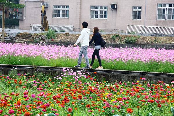 桃園花海一日遊 113 (950x633).jpg