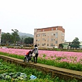 桃園花海一日遊 117 (950x633).jpg