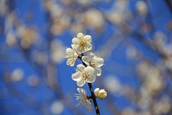 角板山梅花開 038 (1024x683).jpg