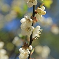 角板山梅花開 044 (683x1024).jpg