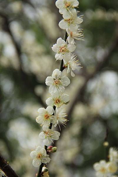 角板山梅花開 051 (683x1024).jpg