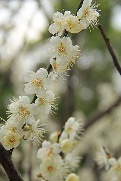 角板山梅花開 056 (683x1024).jpg