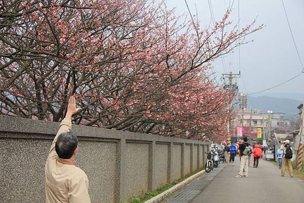 角板山梅花開 093 (1024x683) (2).jpg