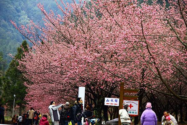 2014武陵櫻花季 008 (1024x683).jpg