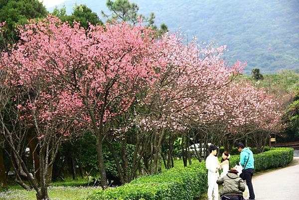 2014陽明山花季 016 (1024x683).jpg