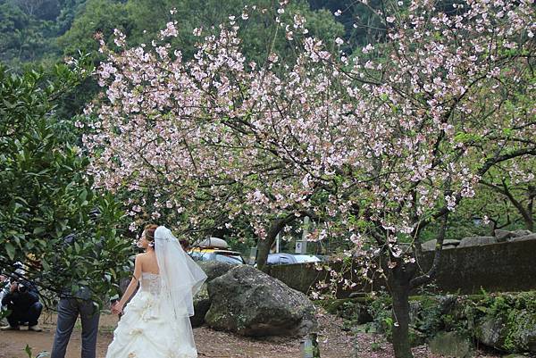 三芝天元宮櫻花 230 (1024x683).jpg