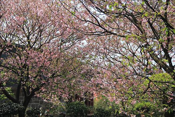 2014紫藤花季 047 (1024x683).jpg