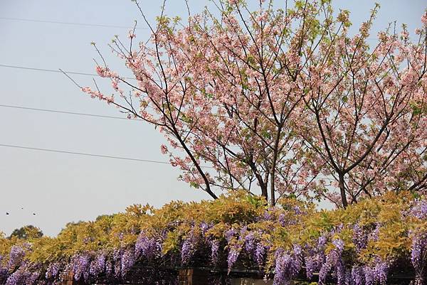 2014紫藤花季 120 (1024x683).jpg