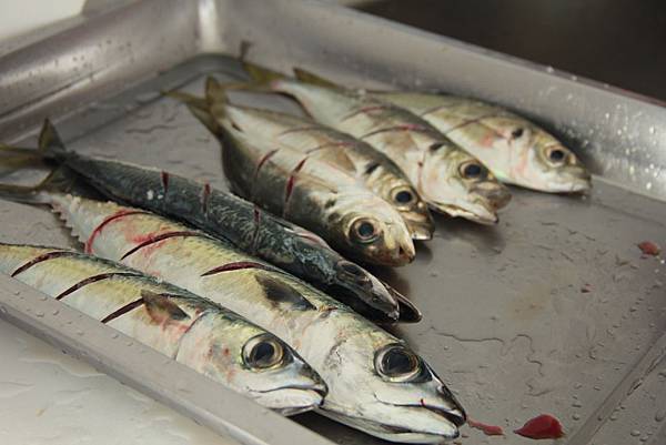 玉龍捌號基隆海釣初體驗 433 (1024x683).jpg