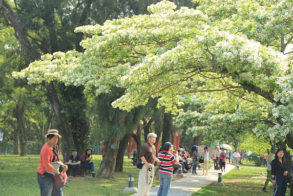 龍潭大草原流蘇花 098 (1024x683).jpg