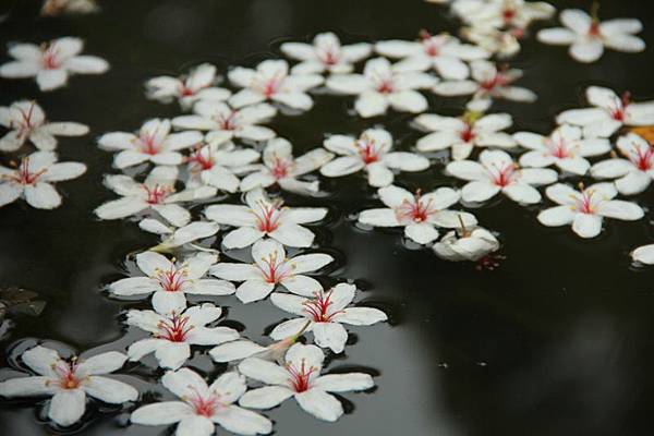 2014桃園油桐花開蘿莎會館 067 (800x533).jpg