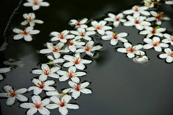 2014桃園油桐花開蘿莎會館 071 (800x533).jpg