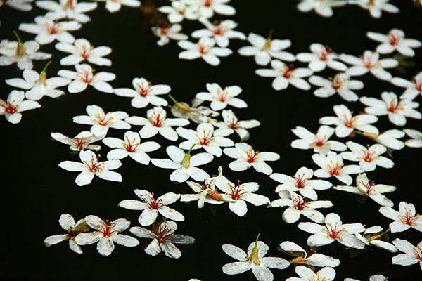 2014桃園油桐花開蘿莎會館 079 (800x533).jpg