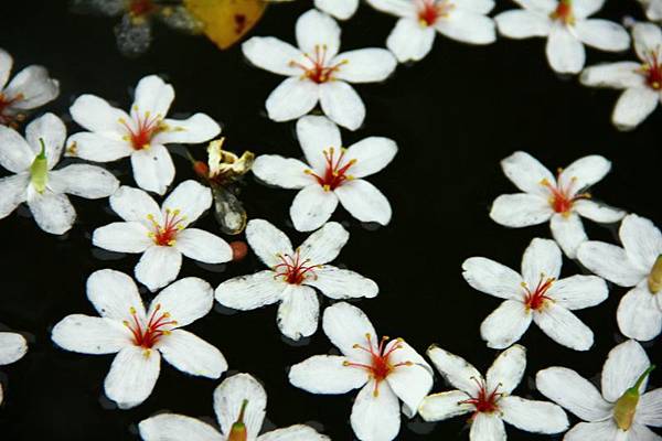 2014桃園油桐花開蘿莎會館 076 (800x533).jpg