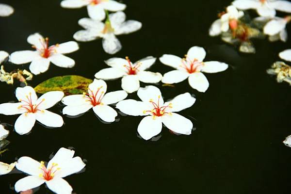 2014桃園油桐花開蘿莎會館 085 (800x533).jpg